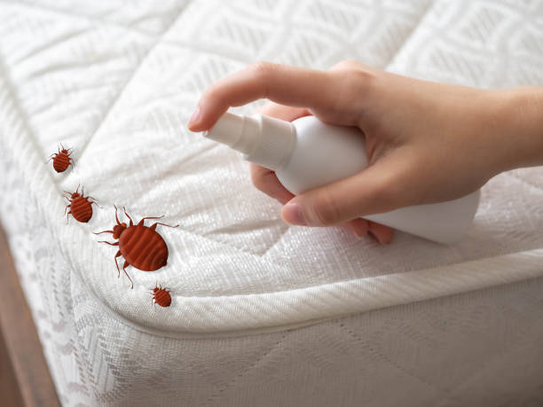 Best Termite Control Services  in Grant Valkaria, FL