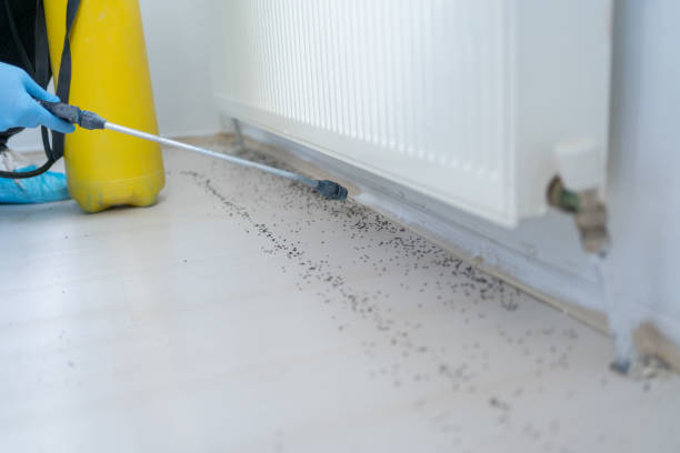 Best Rat Extermination Near Me  in Grant Valkaria, FL